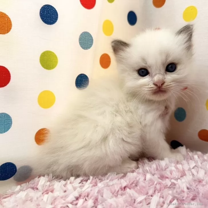 ID：2409-03046の子猫