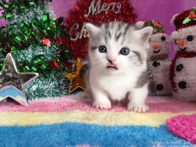 だいちゃん 様のお迎えした子猫
