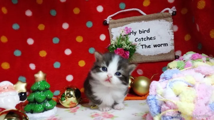 ID：1512-00252の子猫