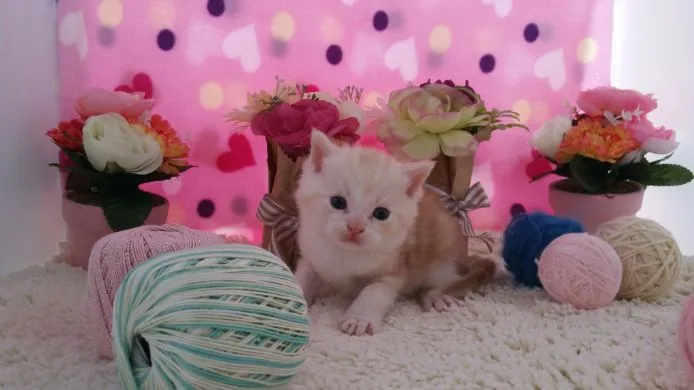 ID：1503-00172の子猫