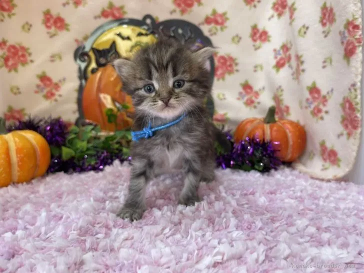 tomo 様のお迎えした子猫