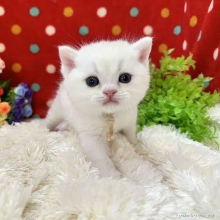 ID：2302-00986の子猫