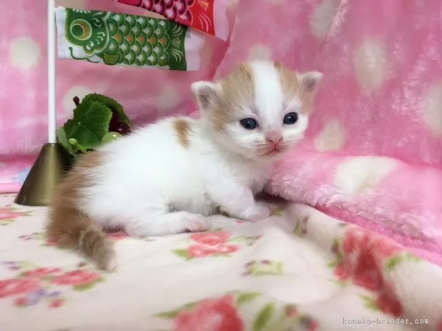 ID：1704-01256の子猫