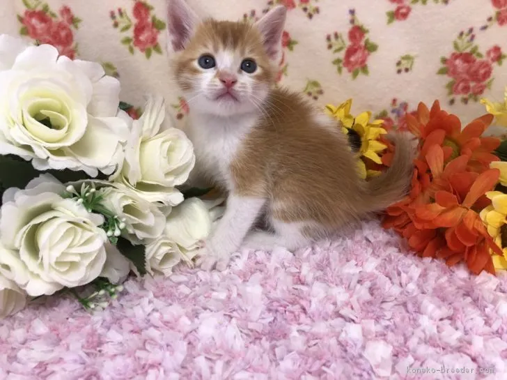 ID：1808-01344の子猫