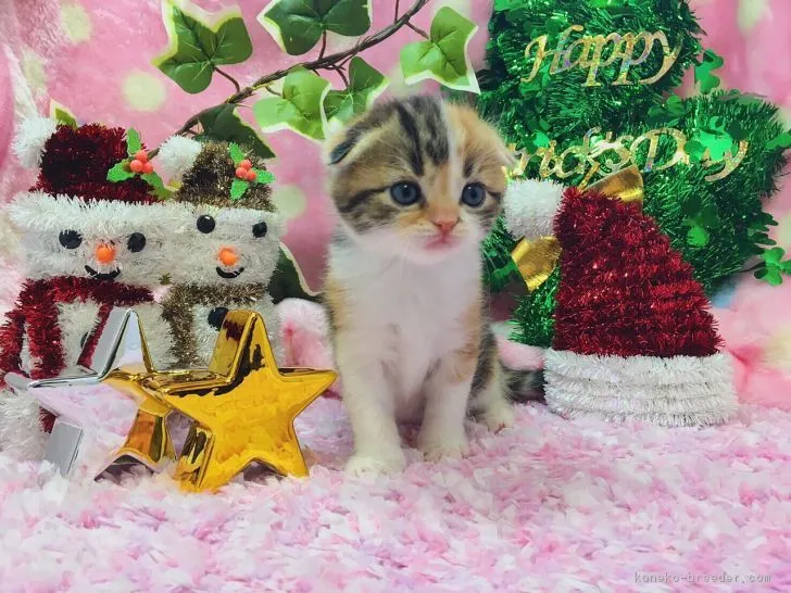 ID：1611-00725の子猫