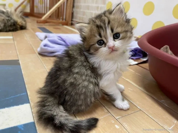 ID：2112-00365の子猫