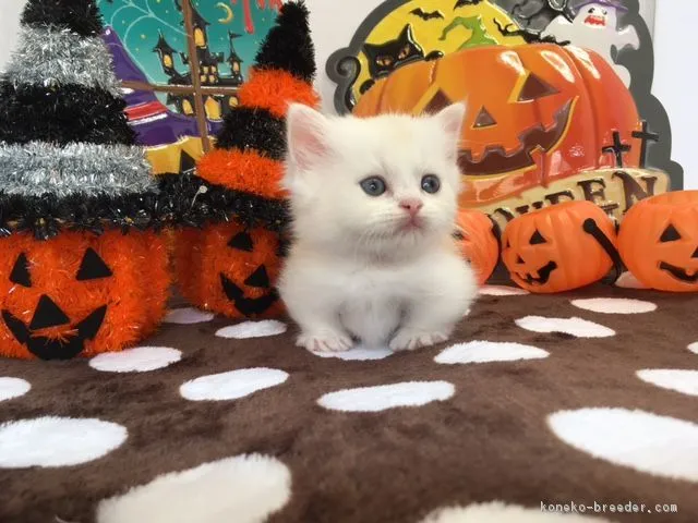 ID：1709-00956の子猫