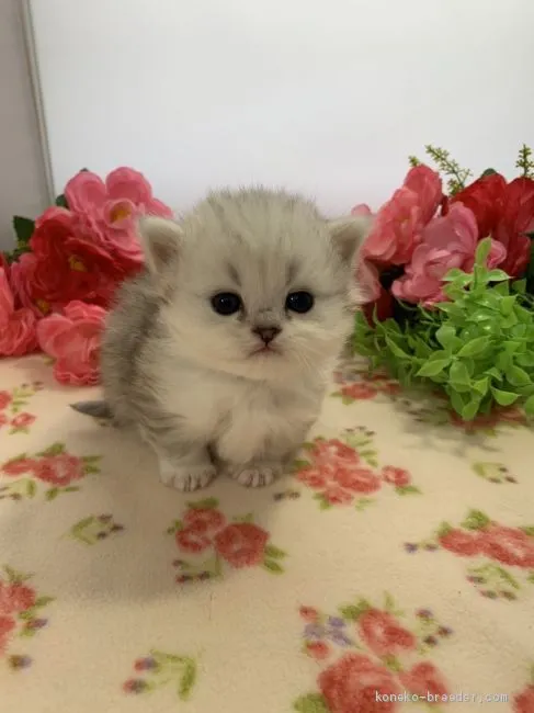 ID：2001-01361の子猫