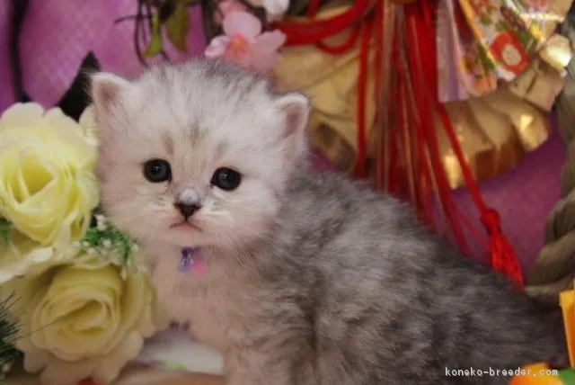 ID:1712-00838の子猫