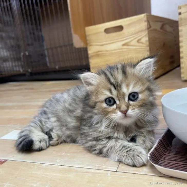 miumiu 様のお迎えした子猫