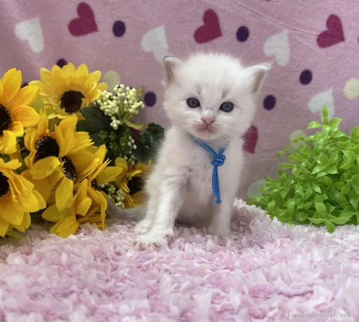 ナナ 様のお迎えした子猫