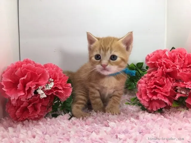 ジョー 様のお迎えした子猫