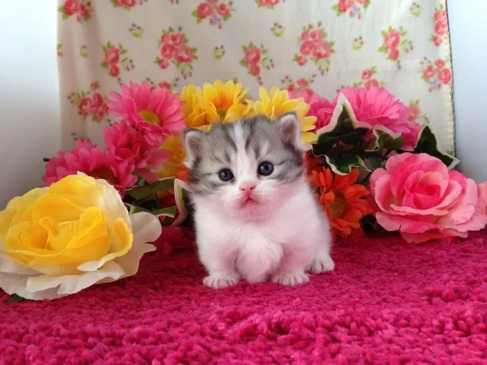 ID：1501-00088の子猫