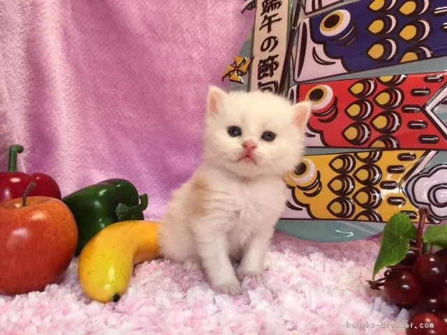 ID：1705-00505の子猫