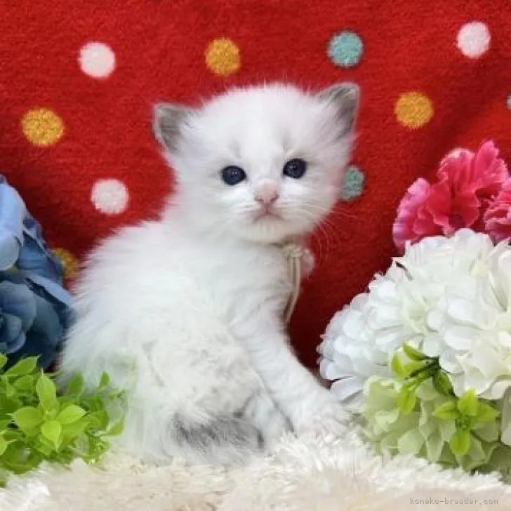 ID：2303-00365の子猫