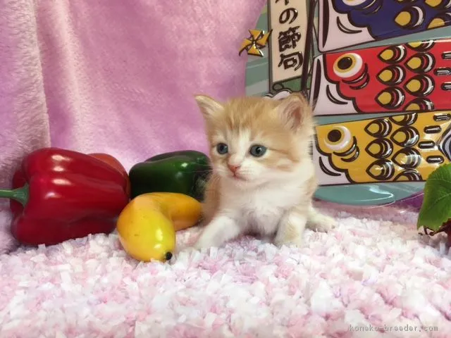 ID:1704-01259の子猫