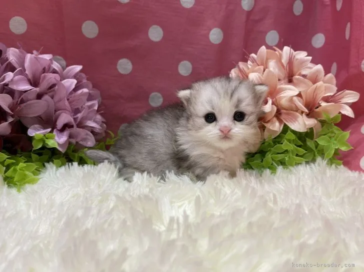 ID：2106-02050の子猫