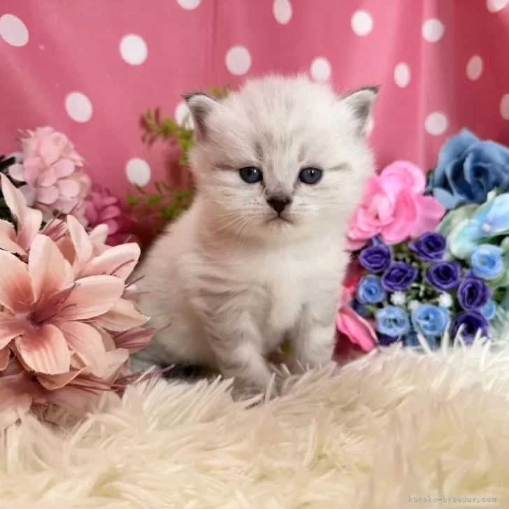 ひかる 様のお迎えした子猫