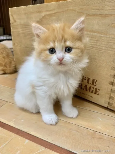 ID：2001-00240の子猫