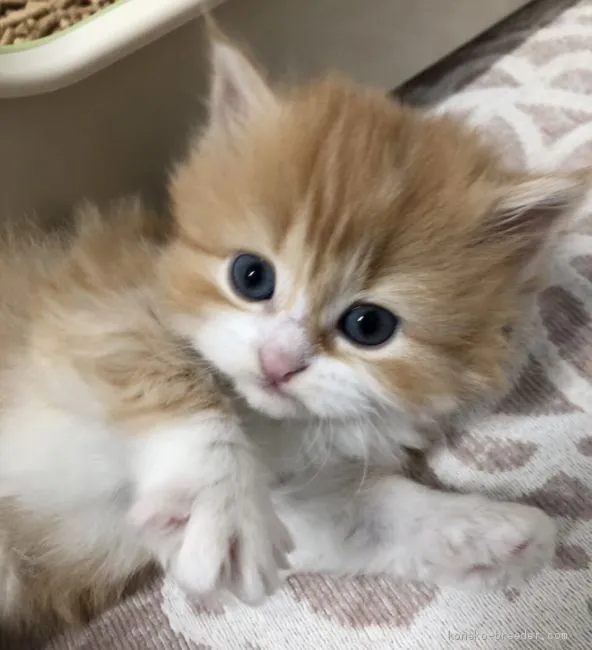 ID：1904-01711の子猫