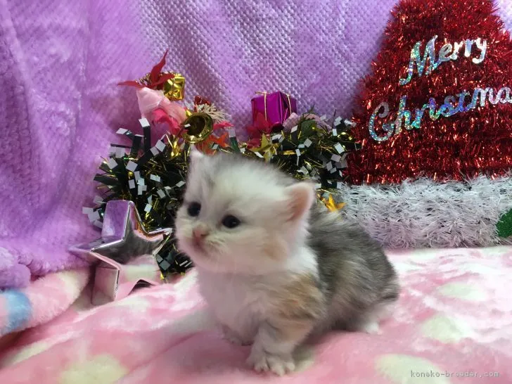 ID：1612-00111の子猫