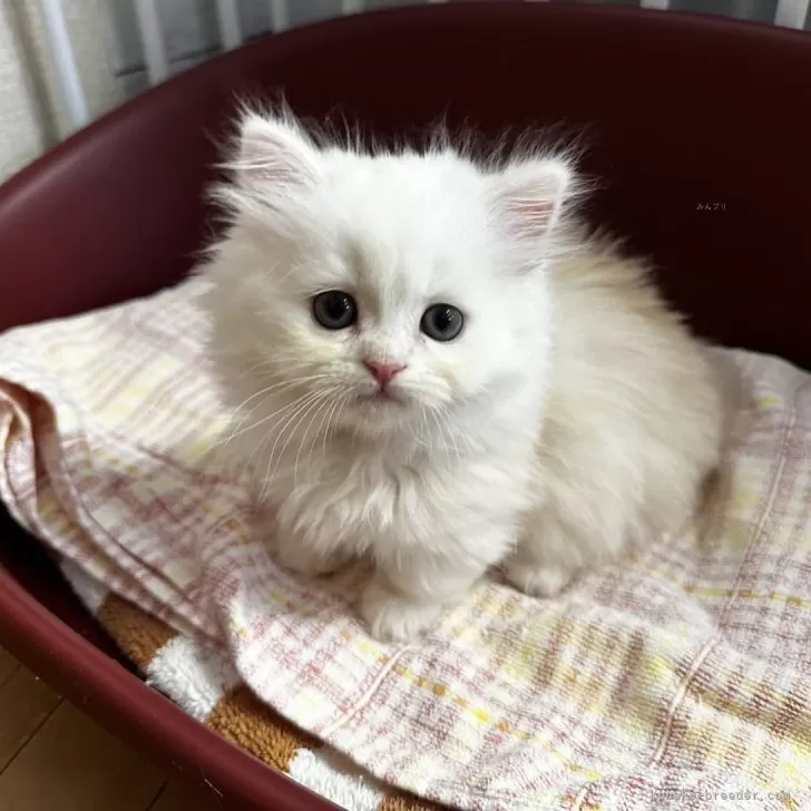 ID：2408-00319の子猫