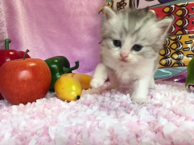 ID：1705-00499の子猫