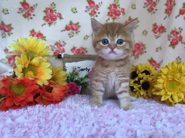 ID:1806-00594の子猫