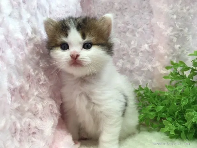 ID：1904-01709の子猫