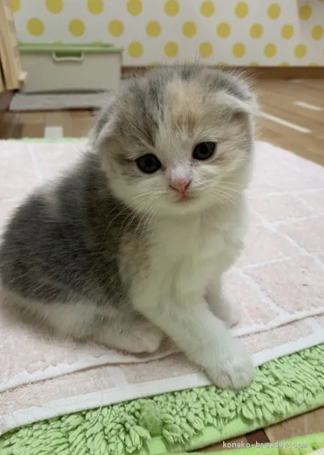 K.k 様のお迎えした子猫