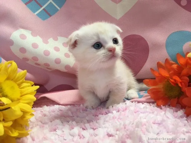 ID:1709-00402の子猫