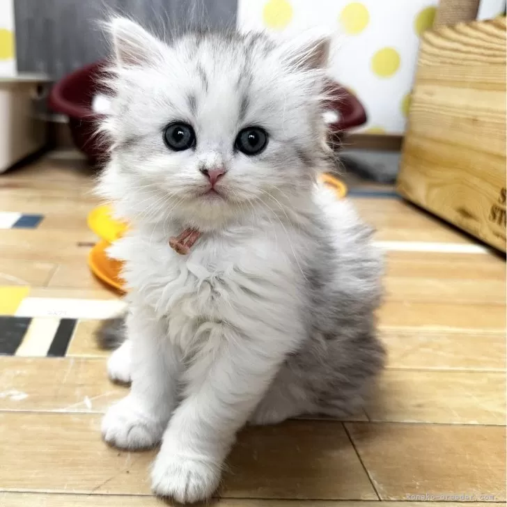 ID：2409-02832の子猫