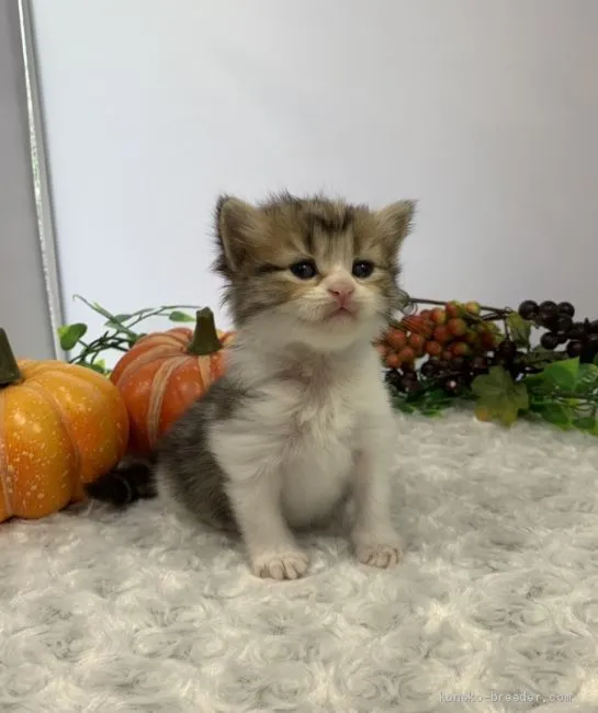 マンチカン(長足)【福岡県・男の子・2019年7月30日・ブラウンタビー&amp;ホワイト】の写真1