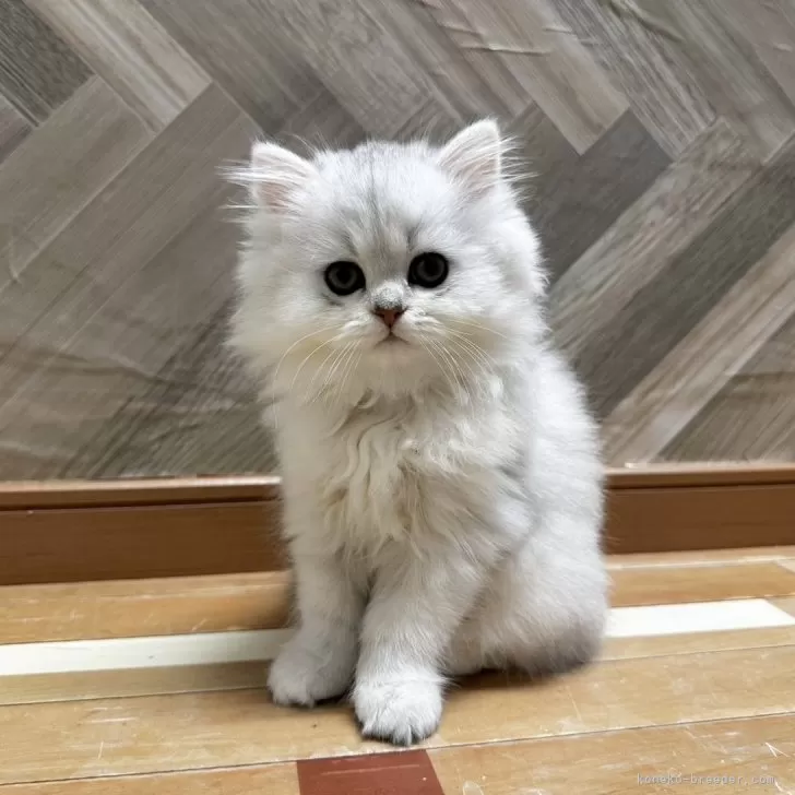 ID：2405-00056の子猫