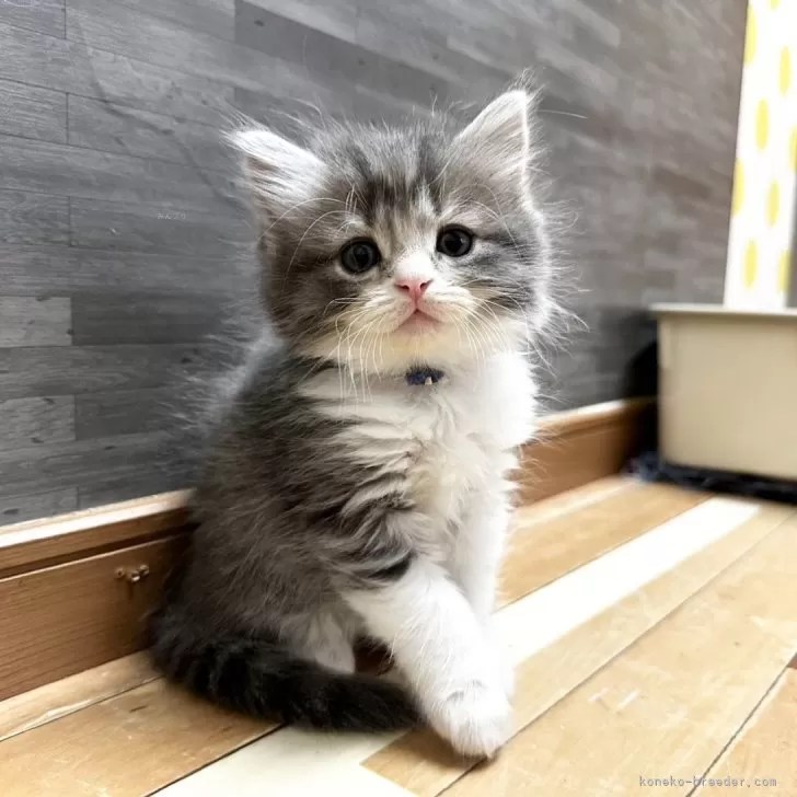 マンチカン(長足)【福岡県・男の子・2024年7月4日・ブルータビーホワイト】の写真1