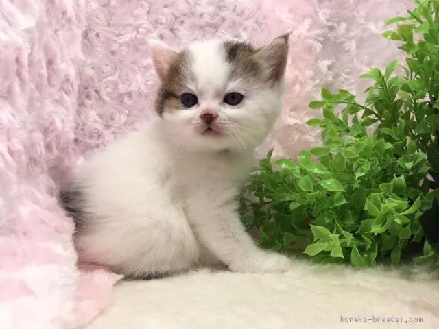 ポテト 様のお迎えした子猫