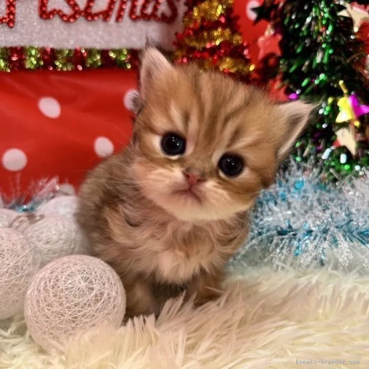 ちいさん 様のお迎えした子猫