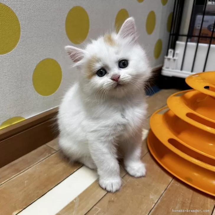 ID:2406-01351の子猫