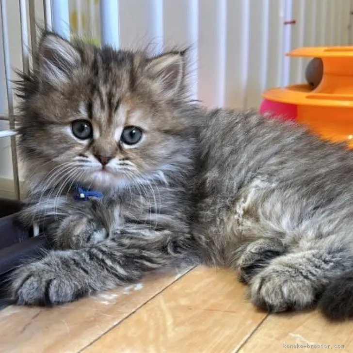 ミホ 様のお迎えした子猫