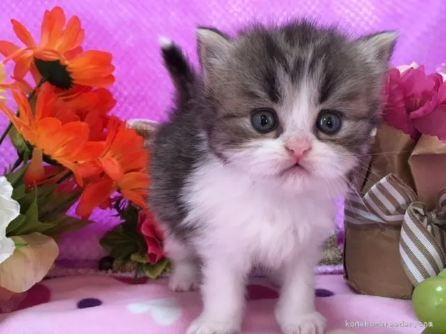 ID：1801-00264の子猫