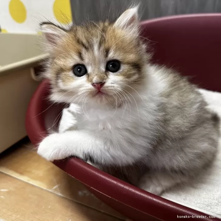 ミヌエット(長足)【福岡県・女の子・2024年8月21日・ブラウンタビーホワイト】の写真1