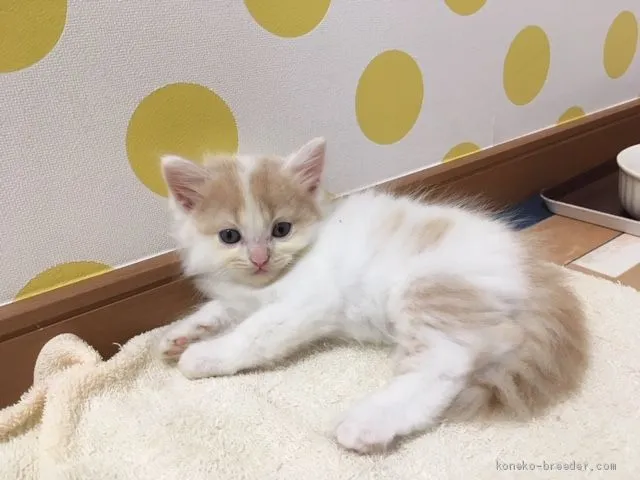 ID：1908-01233の子猫