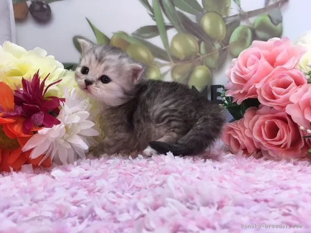 ID:1805-00722の子猫