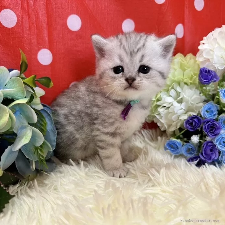 ID:2403-02736の子猫