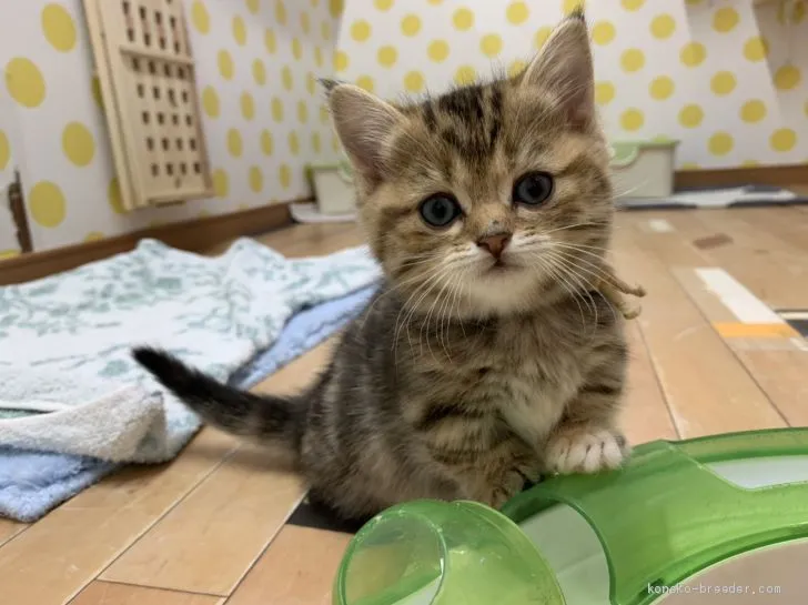 H.C 様のお迎えした子猫