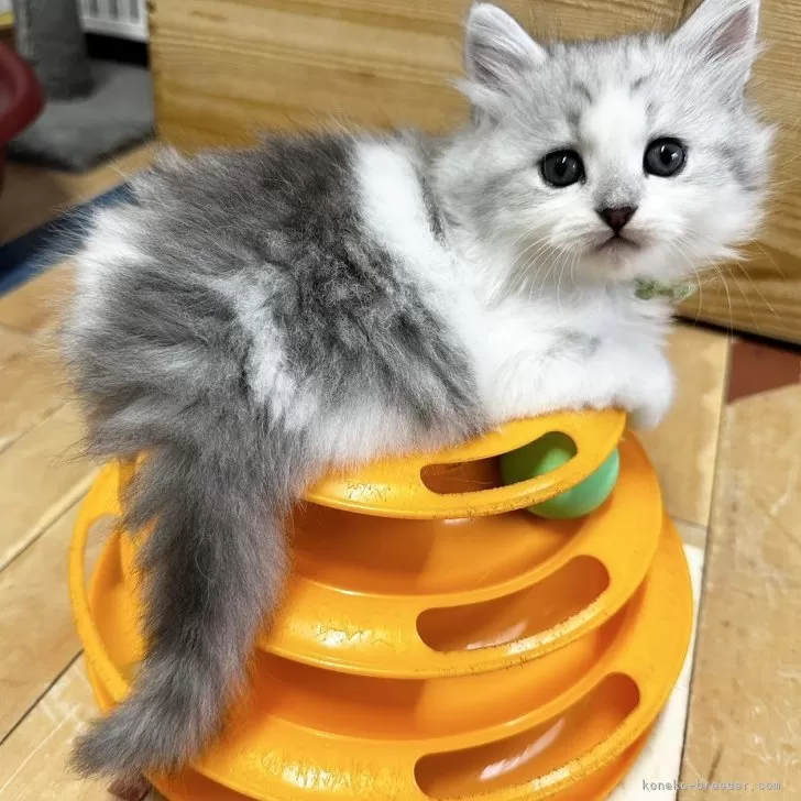 ID：2409-02833の子猫