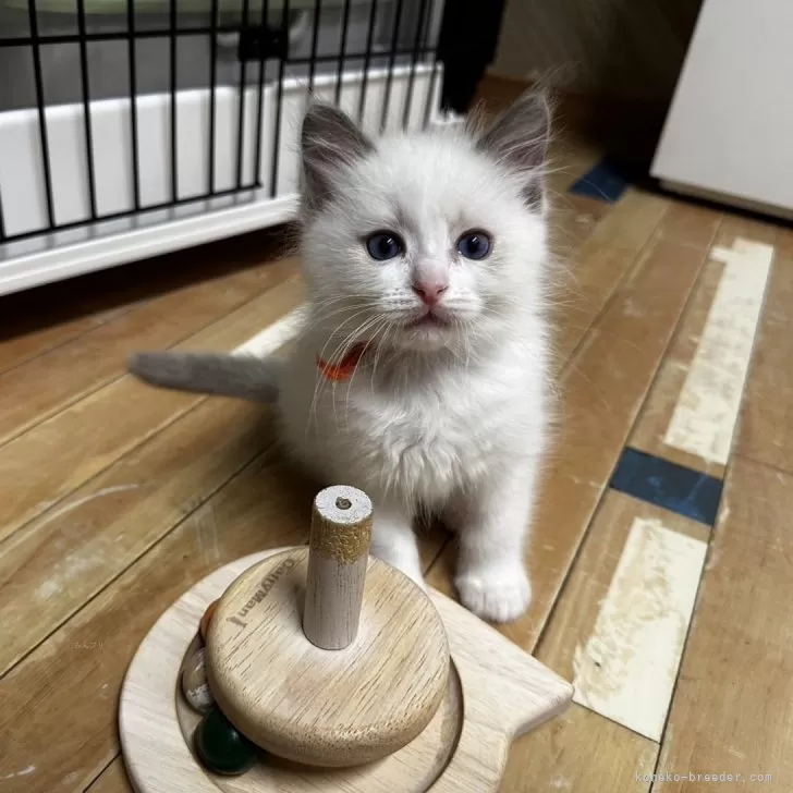 ID：2405-00813の子猫