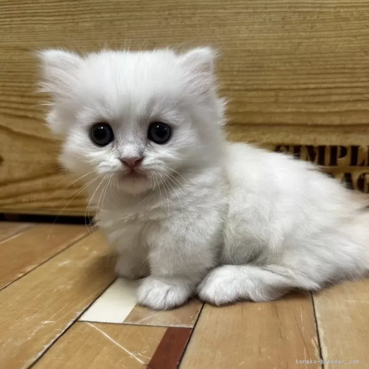 ミヌエット(短足)【福岡県・男の子・2024年7月19日・カメオタビーホワイト】の写真1