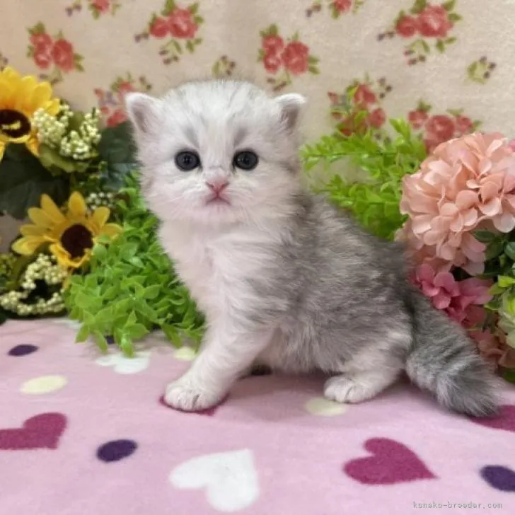 ID：2208-01996の子猫