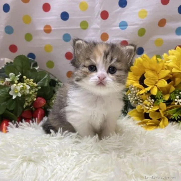 パパン 様のお迎えした子猫